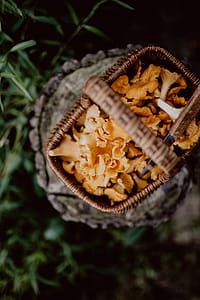 Picking mushrooms chantarelle in the woods thumbnail