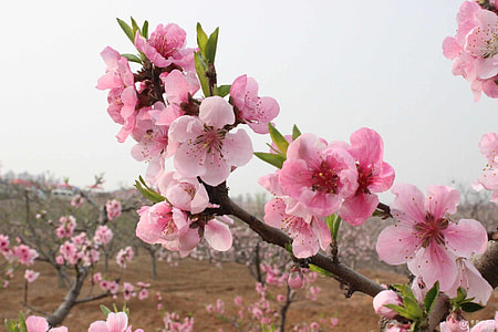 Cherry Blossom, The Real Sakura thumbnail