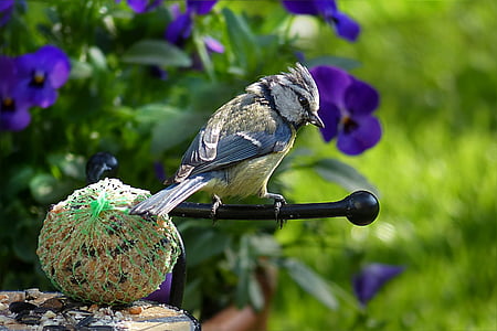 gray bird perched on black metal bar in close-up photography thumbnail