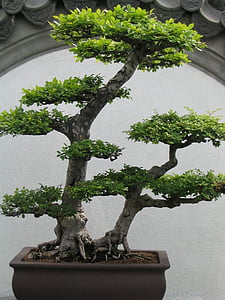green bonsai plant thumbnail