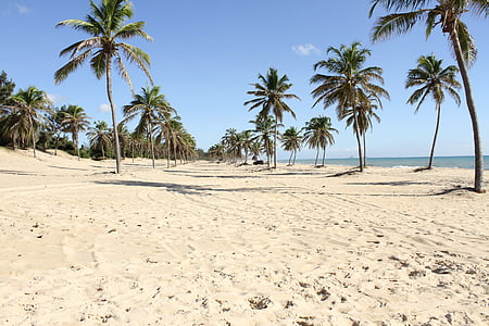 green coconut palm trees near beach thumbnail