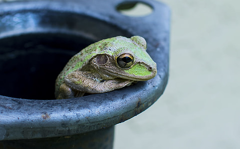 shallow focus photography of green frog thumbnail