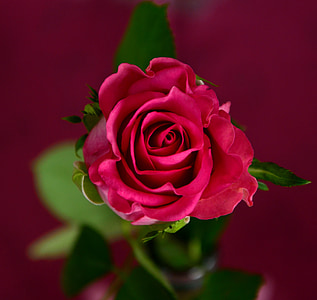 red rose macro photography thumbnail