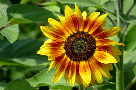 close-up photo of sunflower in bloom thumbnail