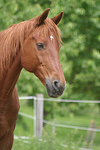 selective focus photography of brown horse thumbnail