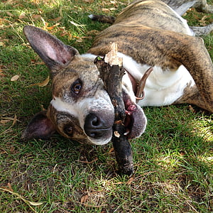 adult brindle American Staffordshire terrier lying on grass biting branch thumbnail