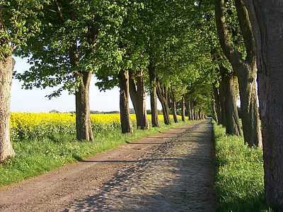 pathway between trees during daytime thumbnail