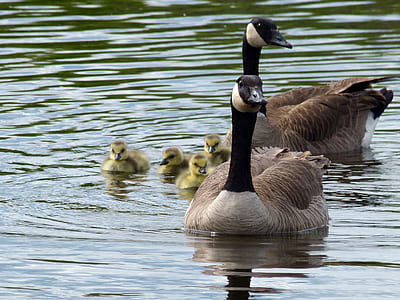 two black-and-brown ducks on water thumbnail