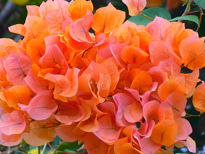 shallow focus photography of pink and orange flowers thumbnail