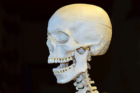 skeleton figure thumbnail