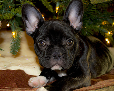 black French bulldog puppy laying down next to Christmas tree thumbnail