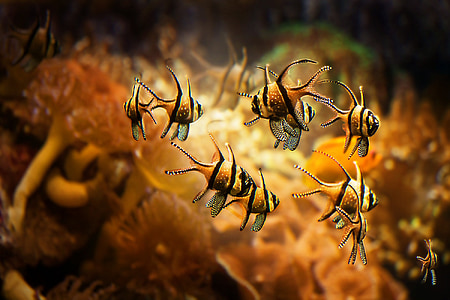 school of white and black fishes thumbnail