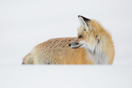 brown fox thumbnail