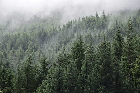 forest with fob thumbnail