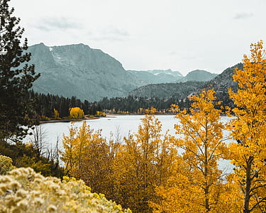 landscape photography of yellow and green leafed trees near body of water and mountains during daytime thumbnail