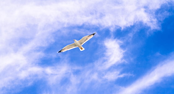 white flying bird under blue sky and white clouds thumbnail
