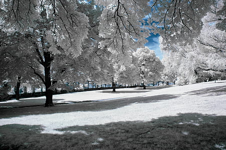 white trees thumbnail