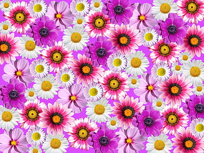 assorted-color petaled flower illustration thumbnail