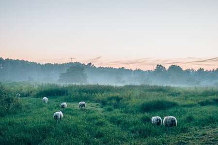 animals on field thumbnail