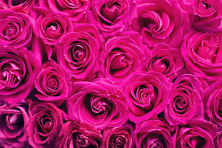 illustration photo of red roses thumbnail