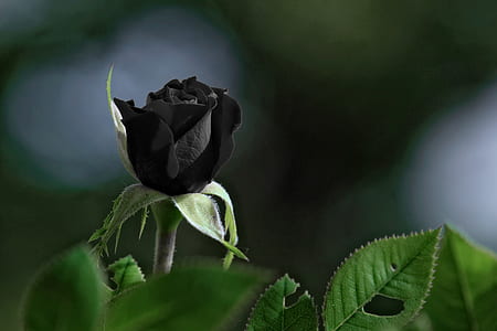 black rose thumbnail