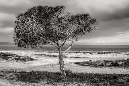 grayscale photo of tree near seashore thumbnail