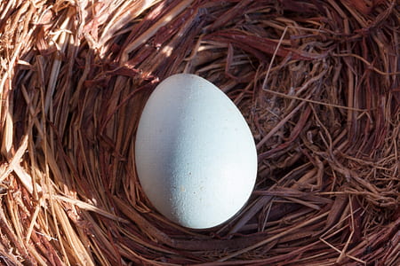 white egg on nest thumbnail