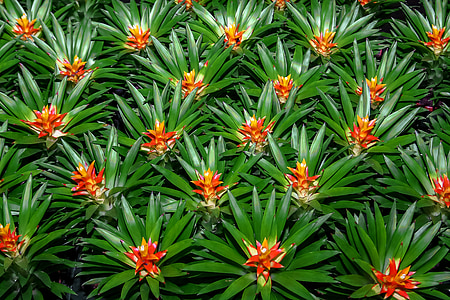 green-and-orange petaled flowers formation thumbnail