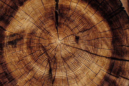 close up photo of wood stump thumbnail