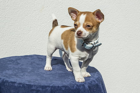 smooth tan and white Chihuahua wearing blue leather collar stands on top of table thumbnail