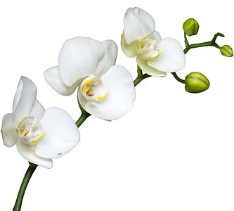 white flower thumbnail