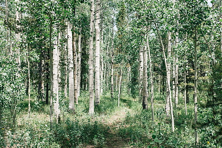 birch trees at daytime thumbnail