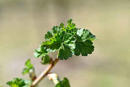 Johannesbeerstrauch, Johannesbeerzweig thumbnail