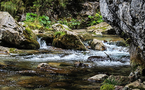 river between forest at daytime thumbnail