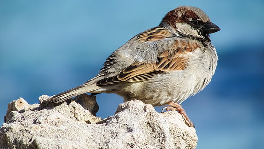 macro photography of brown bird on beige rock thumbnail
