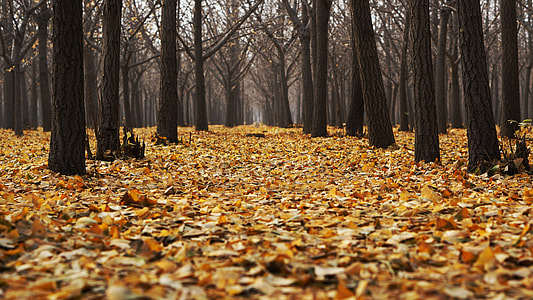 tree leaves on the ground thumbnail