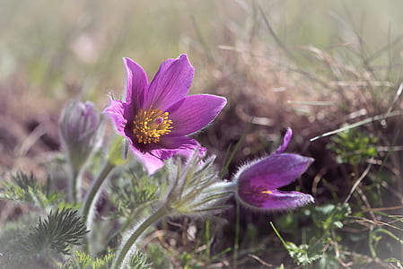 selective focus photography of purple pasque flowers thumbnail