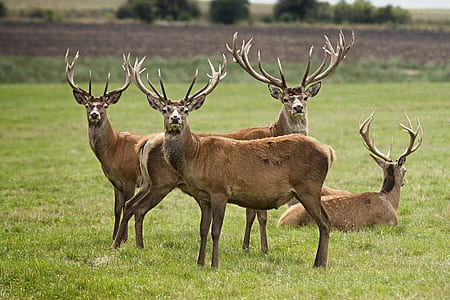 four brown deer on field during daytime thumbnail