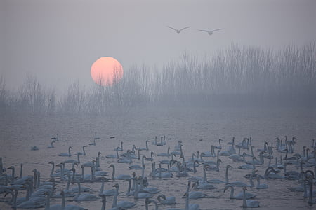 flock of birds on body of water thumbnail