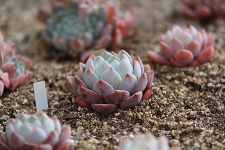 teal-and-red succulents planted on soil thumbnail