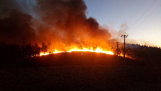 fire in the forest during sunset thumbnail