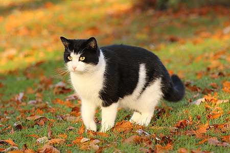 black and white cat on grass field thumbnail