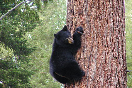 black panda climbing on brown tree thumbnail