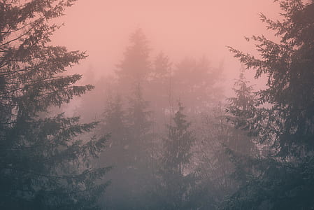areal photography of green trees thumbnail