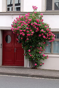 pink petaled flowers in front of building thumbnail