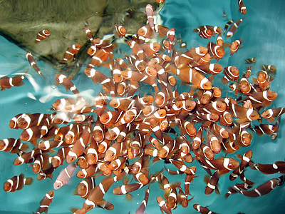 shoal of clown fish thumbnail