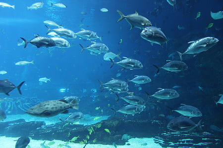 shoal of gray fish thumbnail