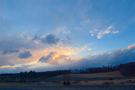 plant field during golden hour thumbnail