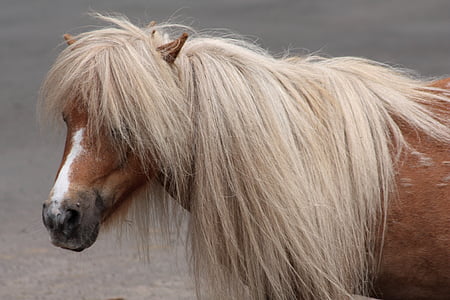 brown horse on gray ground thumbnail