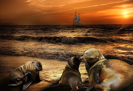 painting of sea lion near beach during sunset thumbnail